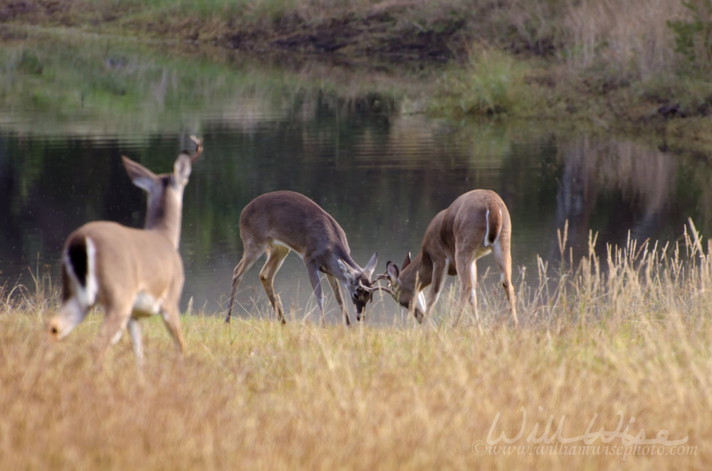 Whitetailed Deer Bucks Picture