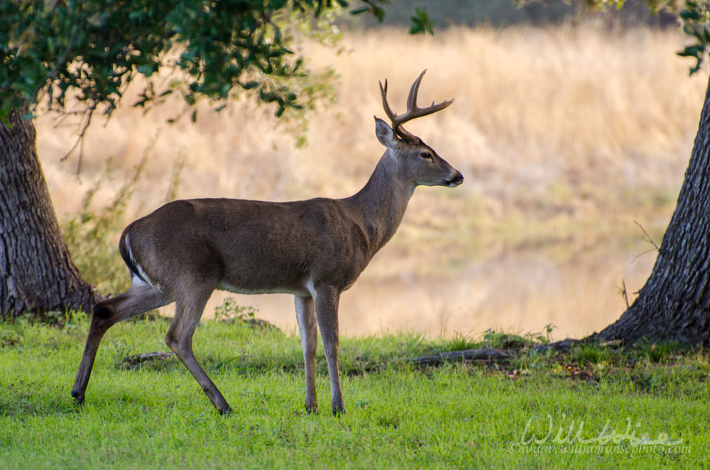 White-tailed Deer Trophy Buck Picture