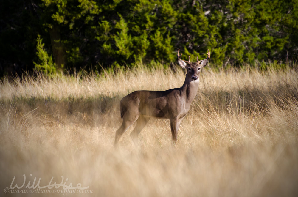White-tailed Deer Buck in Hill Country of Driftwood Texas Picture