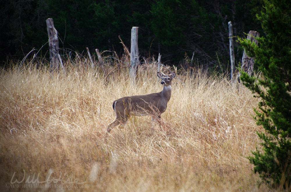 White-tailed Deer Buck in Hill Country of Driftwood Texas Picture