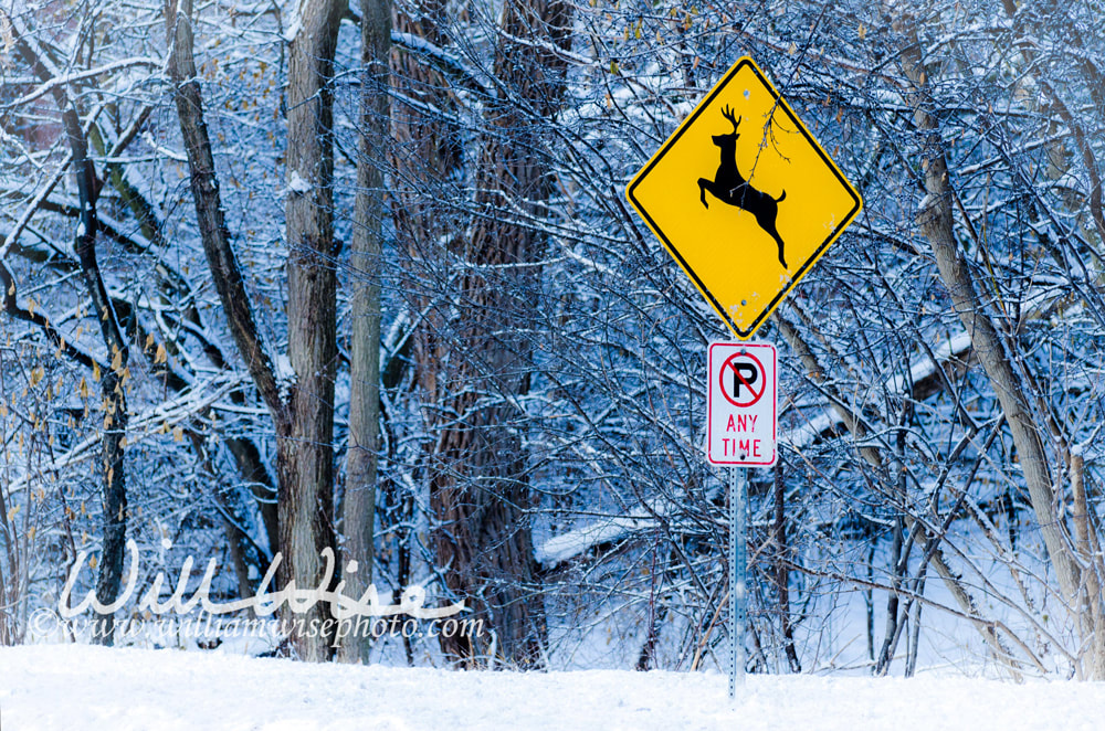 Deer crossing sign in snowy winter in Illinois Picture
