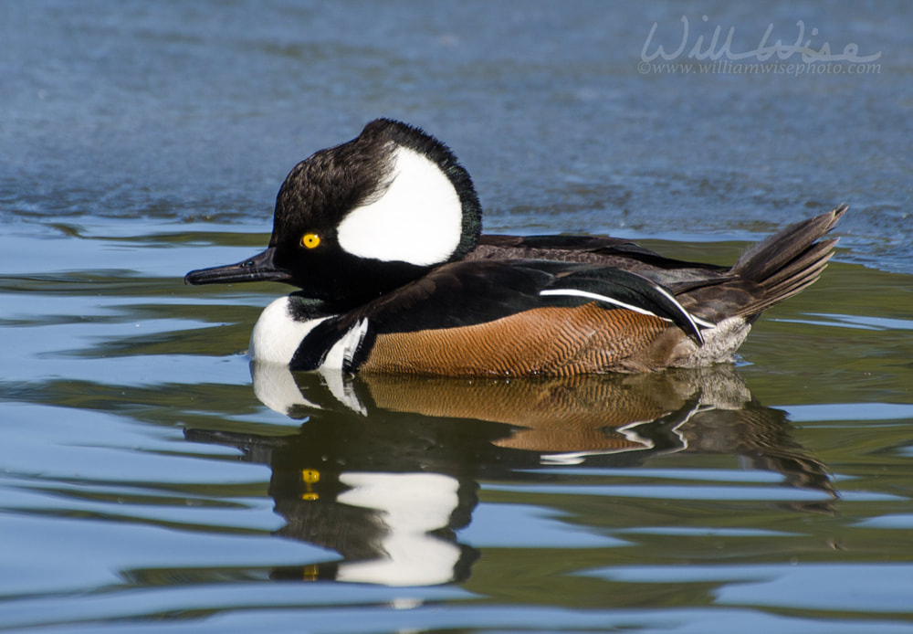 Hooded Merganser duck swimming on blue pond in Georgia Picture