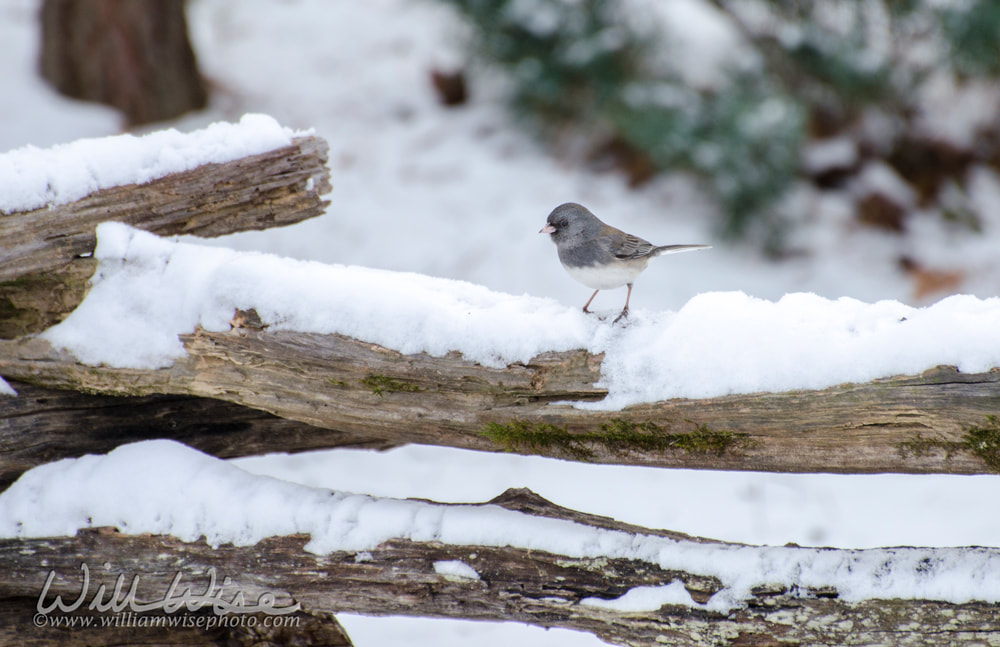 Dark Eyed Junco bird on snow covered logs in winter in Georgia Picture