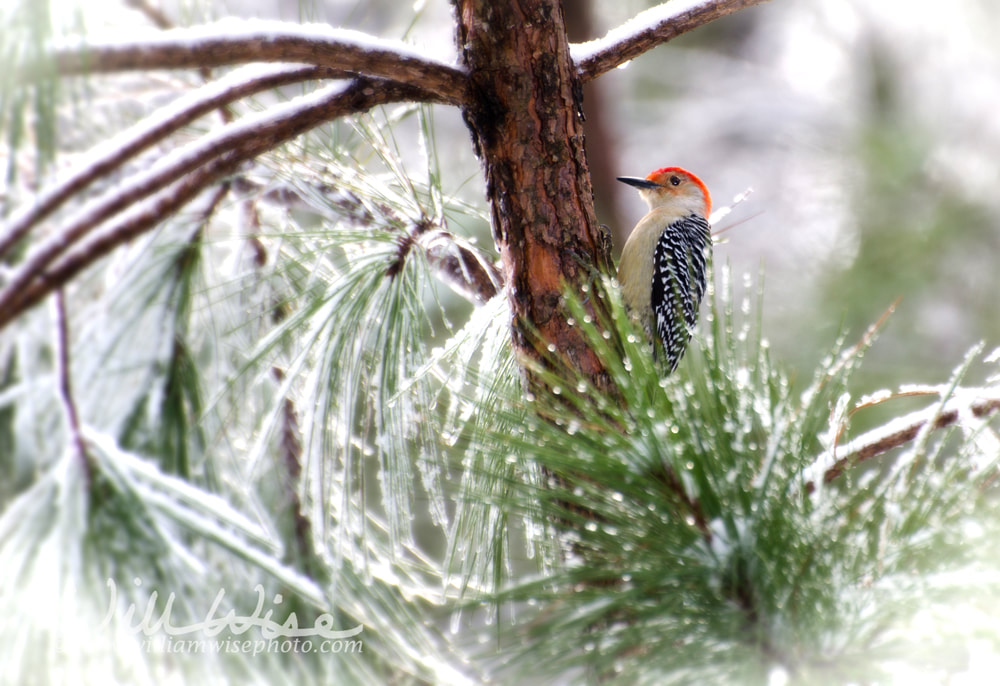 Red-bellied Woodpecker in iced pine tree Picture