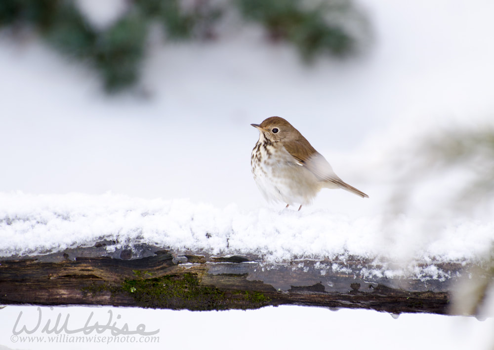 Hermit Thrush on snow covered branch in Georgia Picture