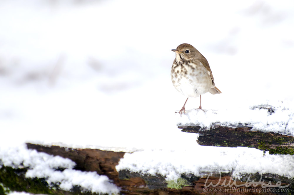 Backyard Hermit Thrush in the snow Picture