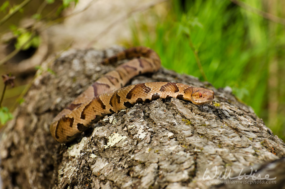 Copperhead Snake in the Swamp Picture