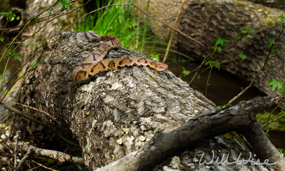 Copperhead Pit Viper snake on log in the swamp Picture