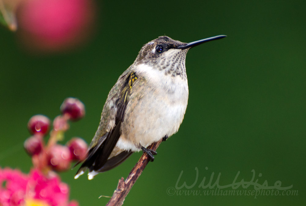 Ruby Throated Hummingbird perched on Crepe Myrtle flower Picture