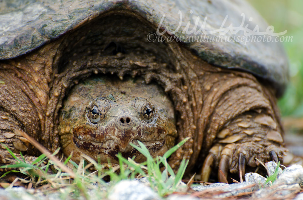 Common Snapping Turtle Picture