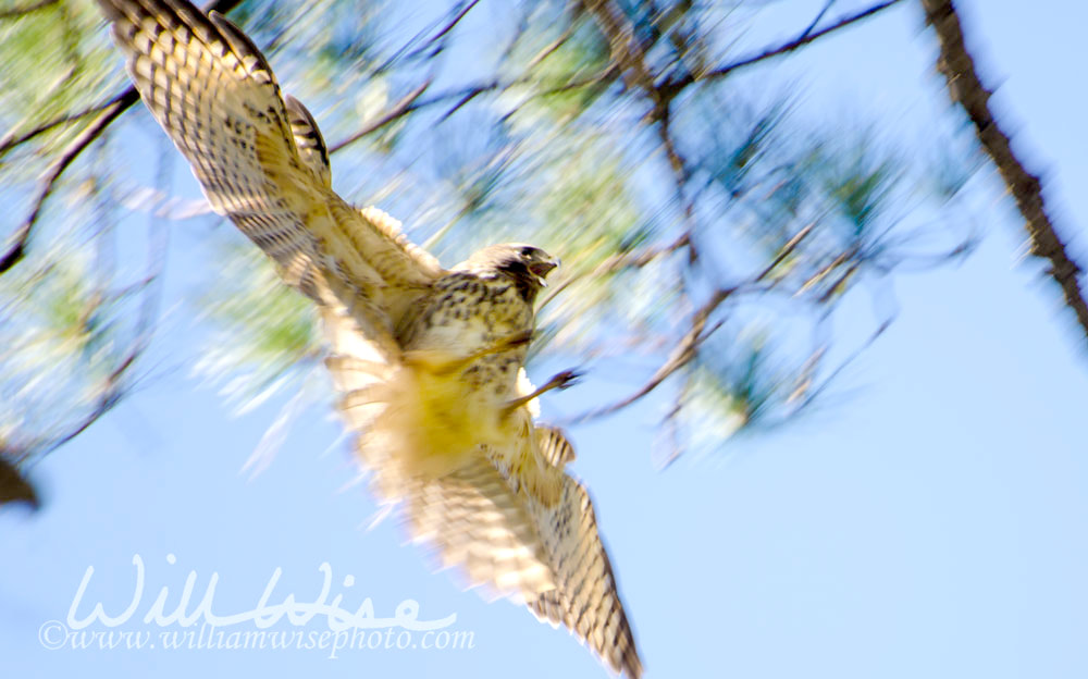 Blurred in-flight raptor catching prey Picture