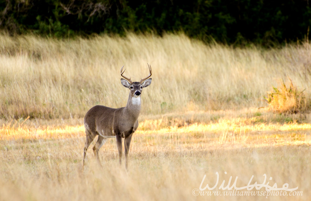 Whitetailed Deer Buck Picture