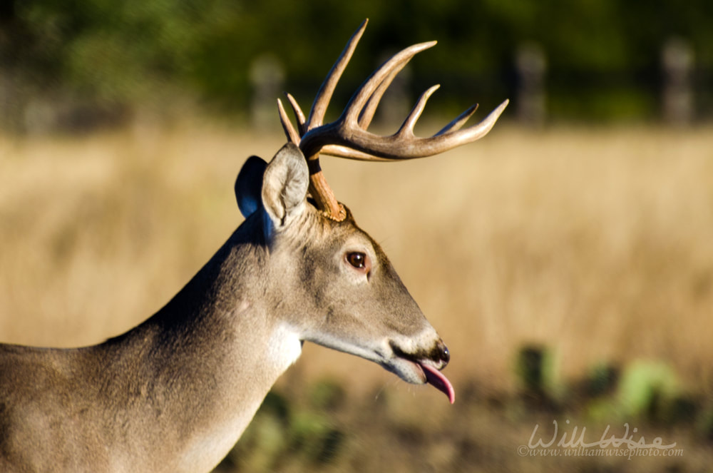 Whitetailed Deer Buck Antlers Picture
