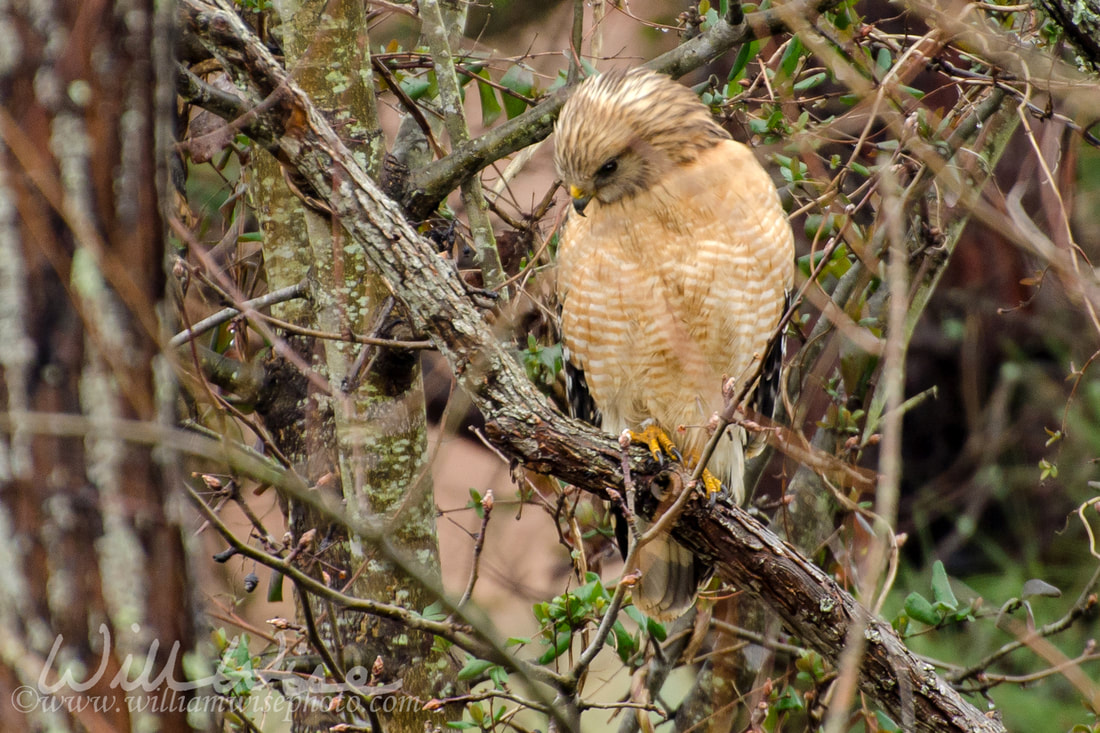 Red-shouldered Hawk Hunting Picture