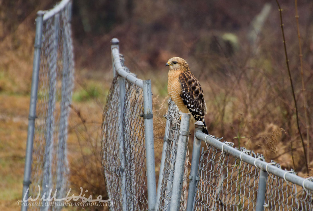 Red-shouldered Hawk on Fence Picture