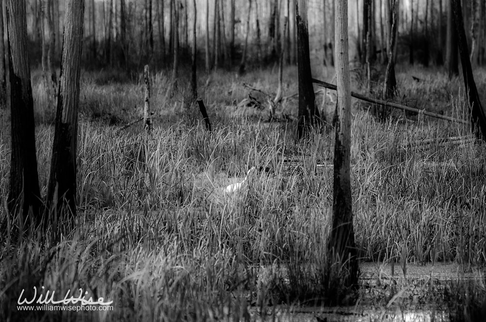 Vintage Black and White Okefenokee Cypress Swamp photograph with Great Egret bird, Georgia Picture