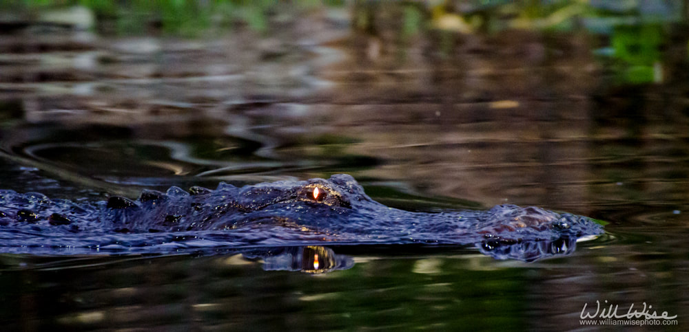 Okefenokee Swamp Alligator Glowing Eyes Picture