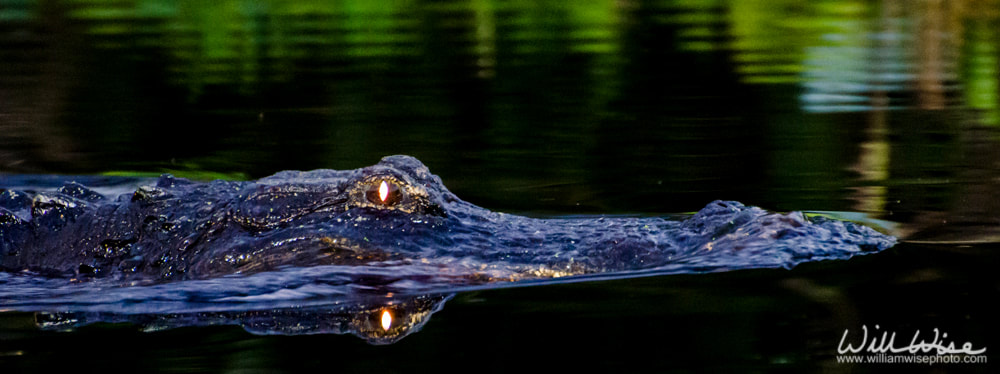 Alligator with red eyes swimming in dark Okefenokee Swamp Alligator at night Picture