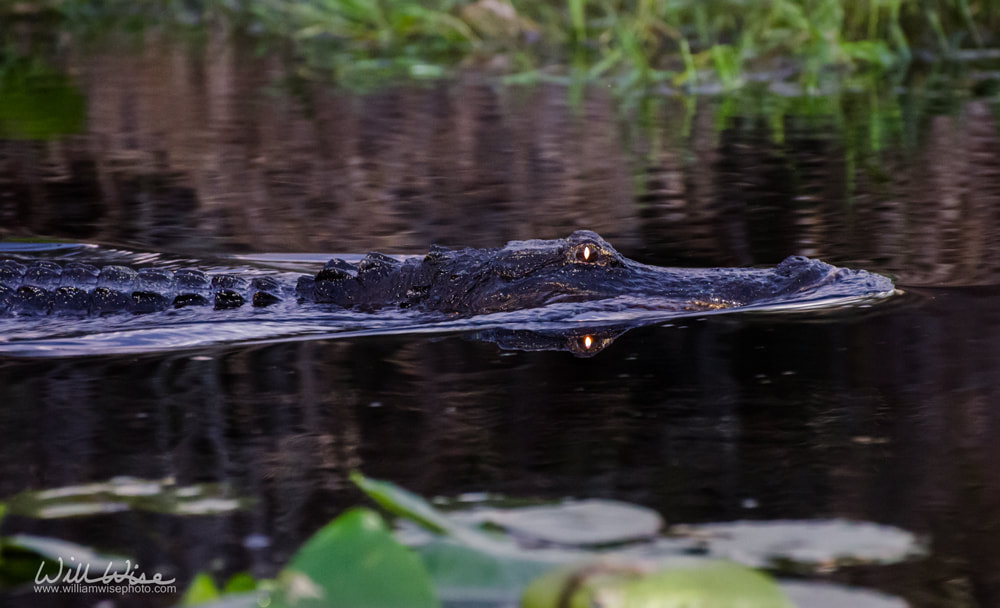 Alligator Glowing eyes Picture
