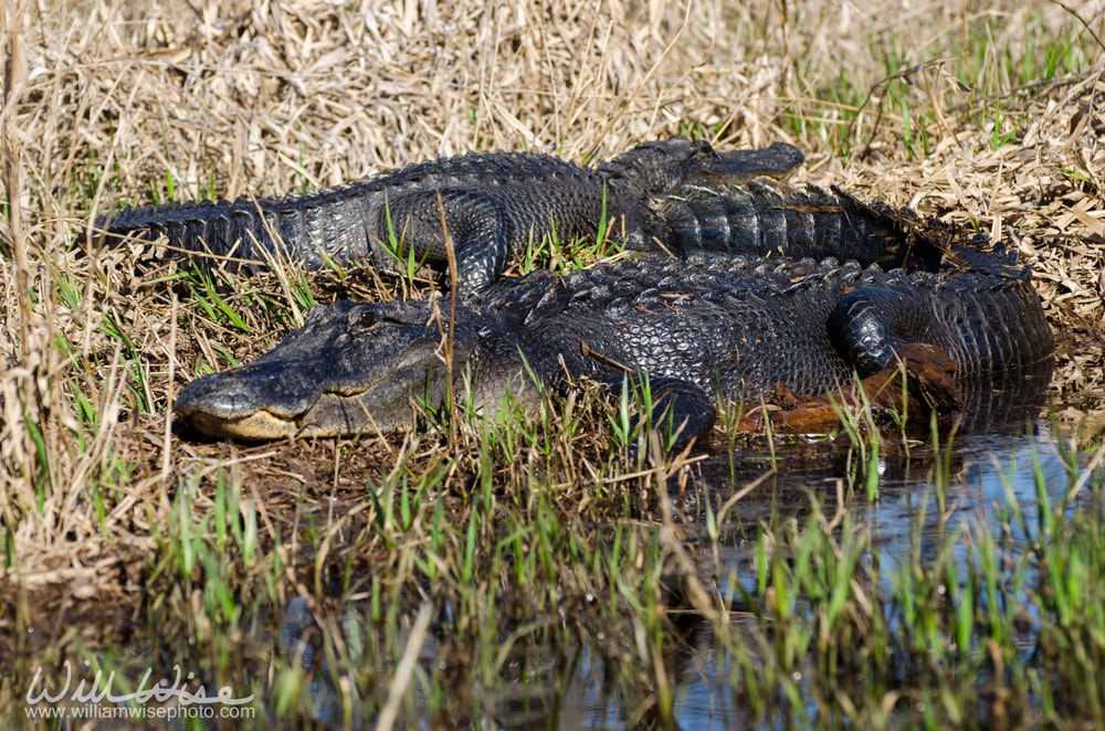 Large Alligators Picture