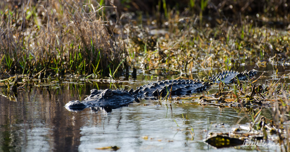 American Alligator Okefenokee Swamp Picture