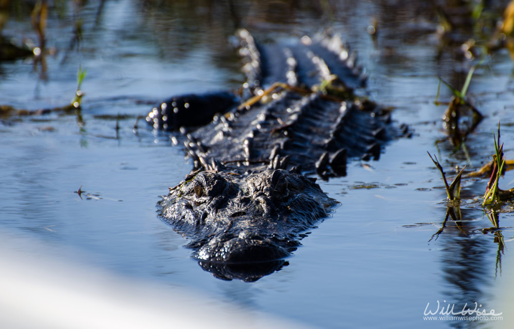 Large american alligator swimming Picture