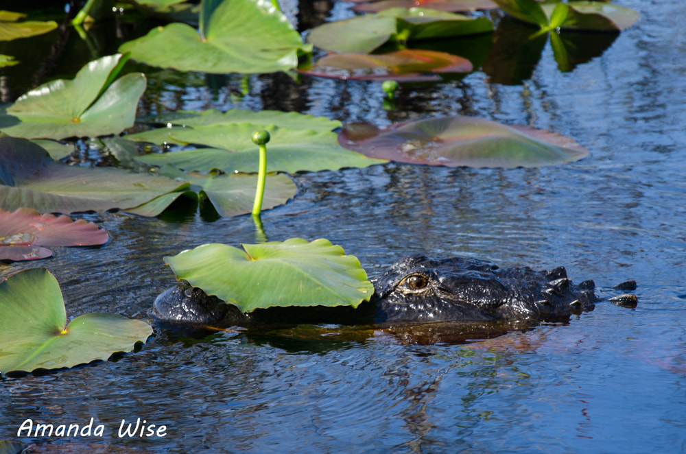 Swamp Alligator Picture