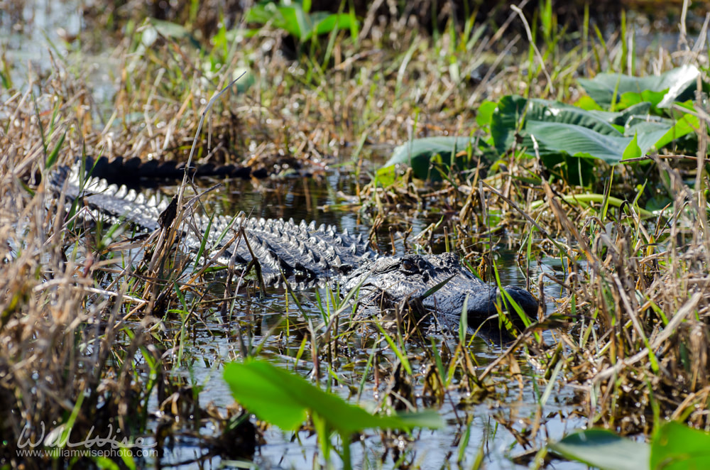 Alligator in Okefenokee Swamp Park National Wildlife Refuge Georgia Stephen C Foster Picture