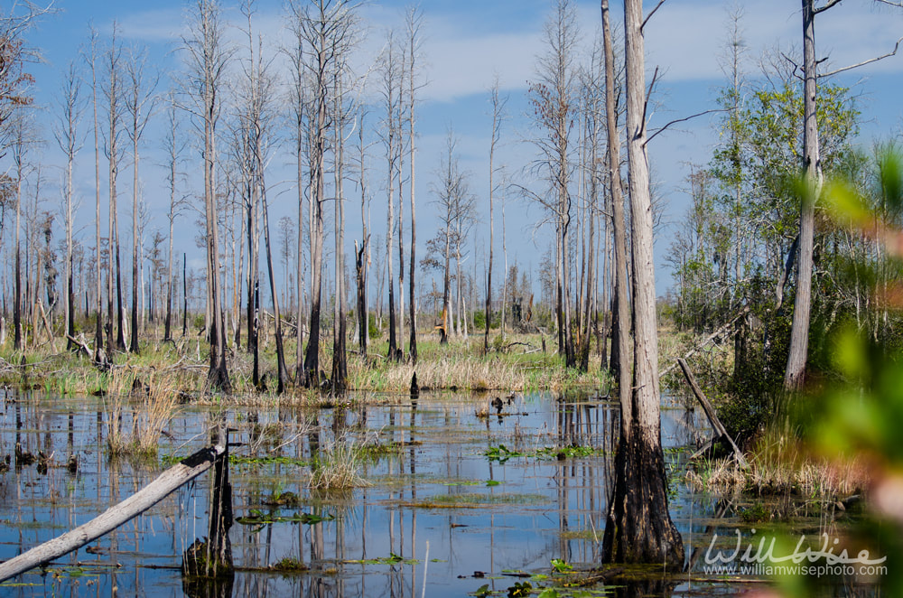 Flooded swamp prairie Okefenokee Picture