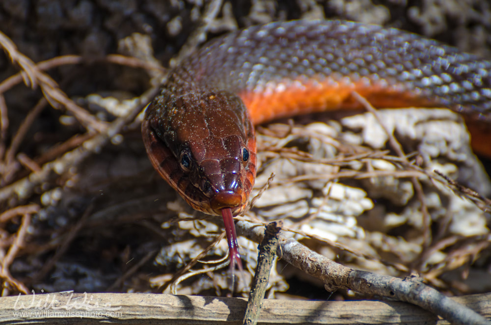 Red-bellied Watersnake in Okefenokee Swamp Picture