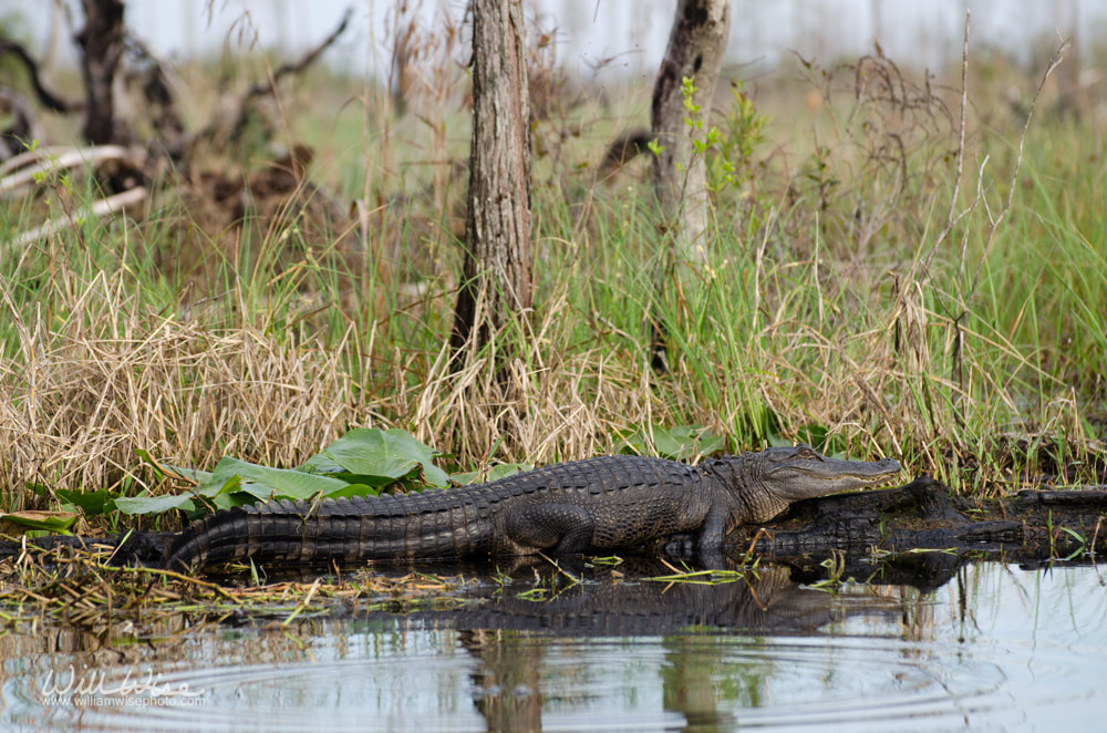 Swamp alligator Picture