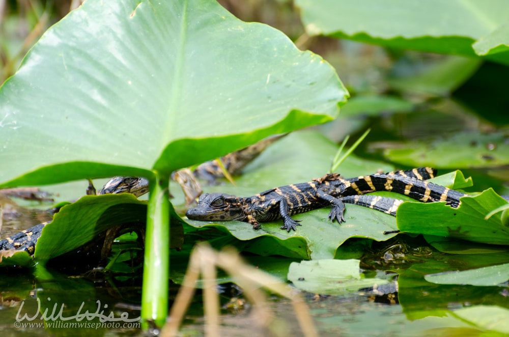 Baby Alligator Pod Picture