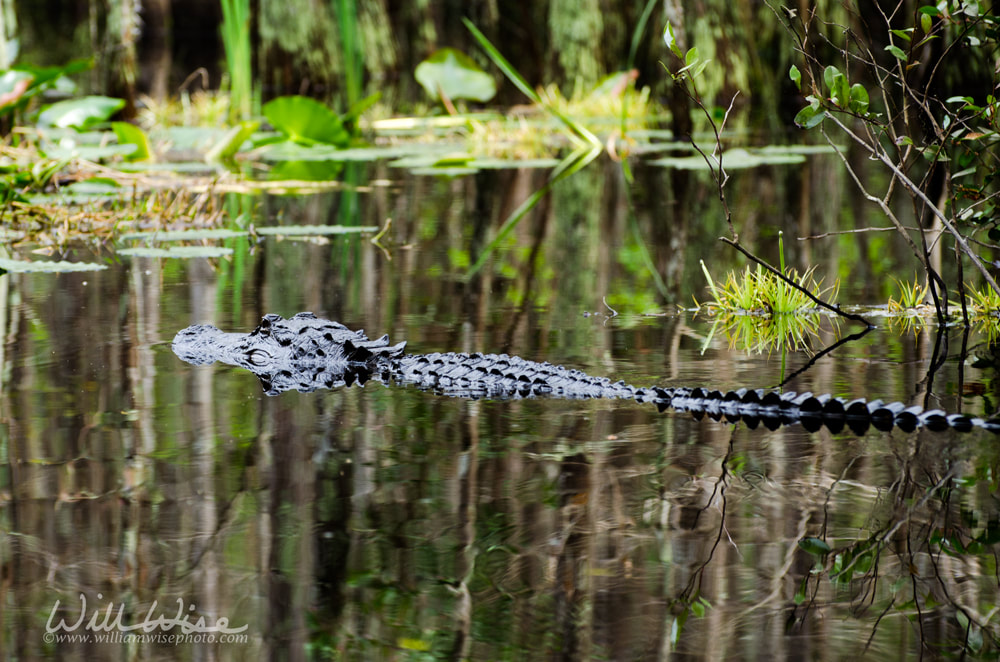 Large American Alligator swimming in the Okefenokee Swamp Georgia Picture