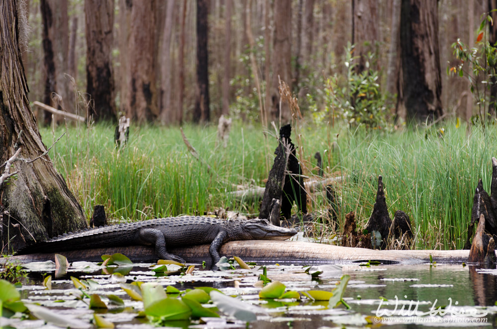 Alligator basking on a log in a Cypress Swamp; Minnie's Lake, Okefenokee National Wildlife Refuge, Georgia Picture