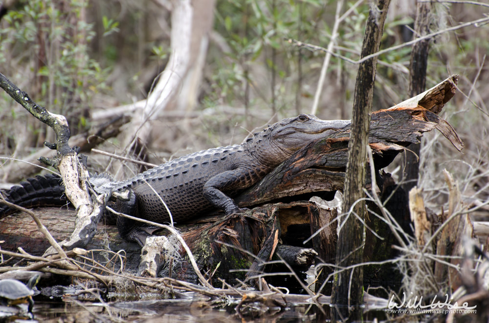 Alligator Okefenokee Swamp Picture