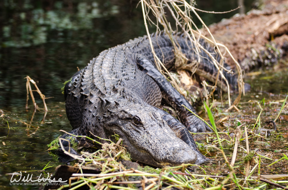 Bull Alligator Okefenokee Swamp Picture