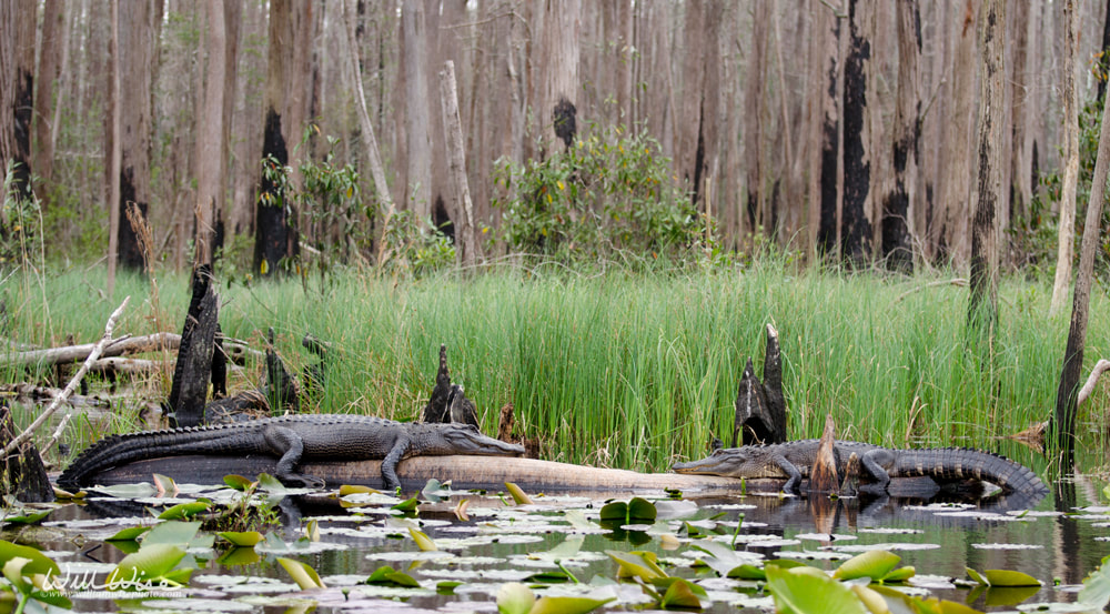 Okefenokee Swamp Alligators Face Off Picture