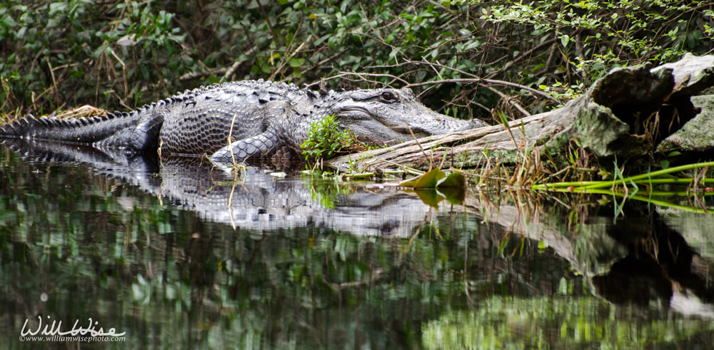 Okefenokee Swamp Bull Alligator Basking Picture