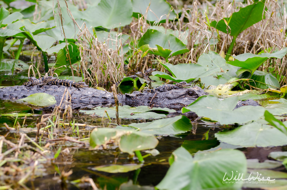 Okefenokee Swamp Alligator Mom and Babies Picture