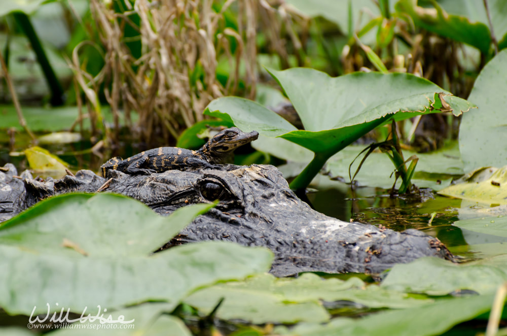 Mother alligator and babies Picture
