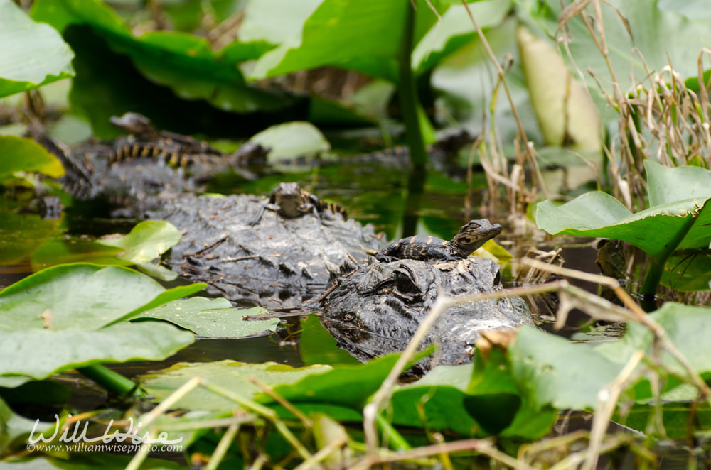 Mother and Baby Alligator Pod Okefenokee Swamp Picture
