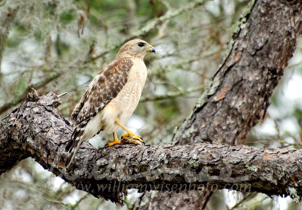 Red-shouldered Hawk in Okefenokee Swamp Picture