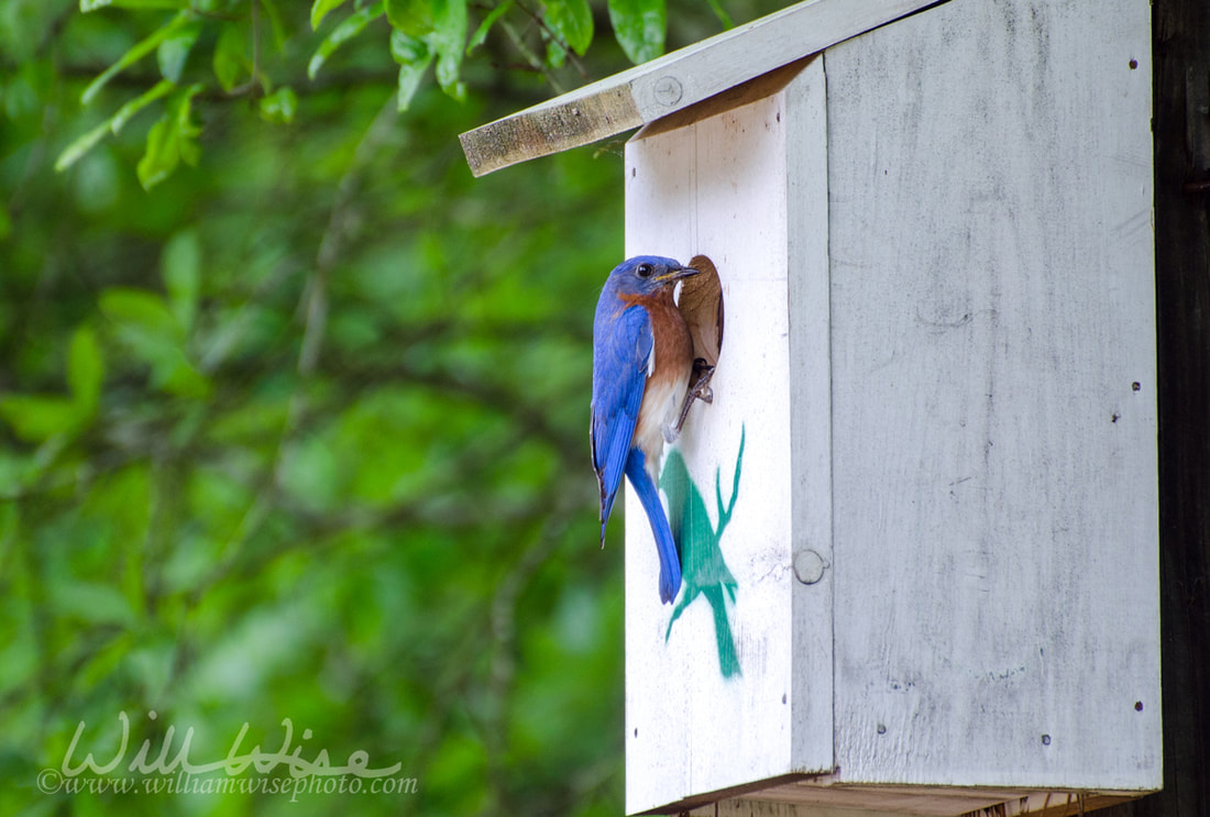 Eastern Bluebird at Nest Box Picture