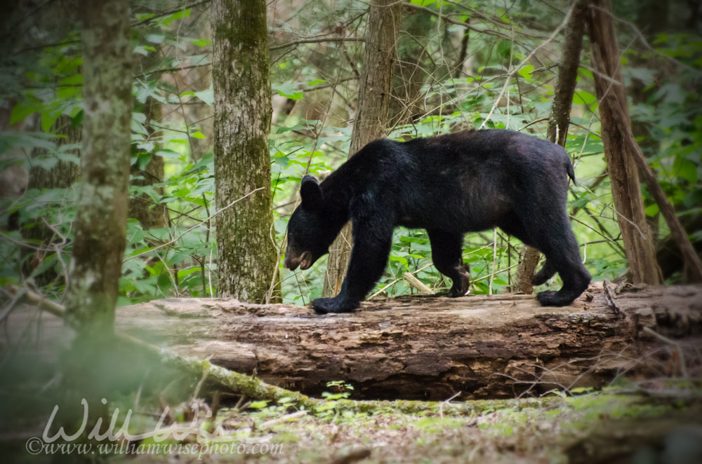 Black Bear in Cades Cove GSMNP Picture