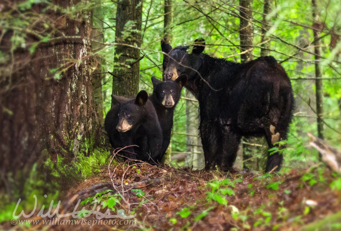 Mother Black Bear and cubs Picture