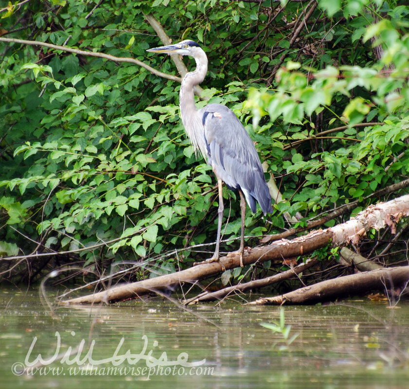 Great Blue Heron wading bird Picture