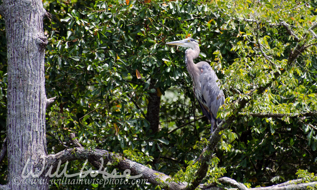 Great Blue Heron in Tree Picture