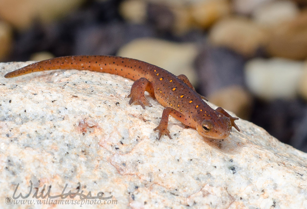 Red Spotted Newt Picture