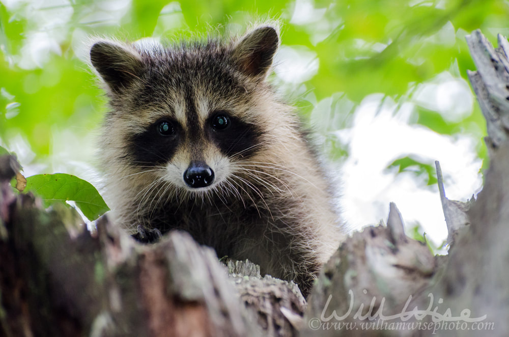 Young Raccoon in Tree Picture