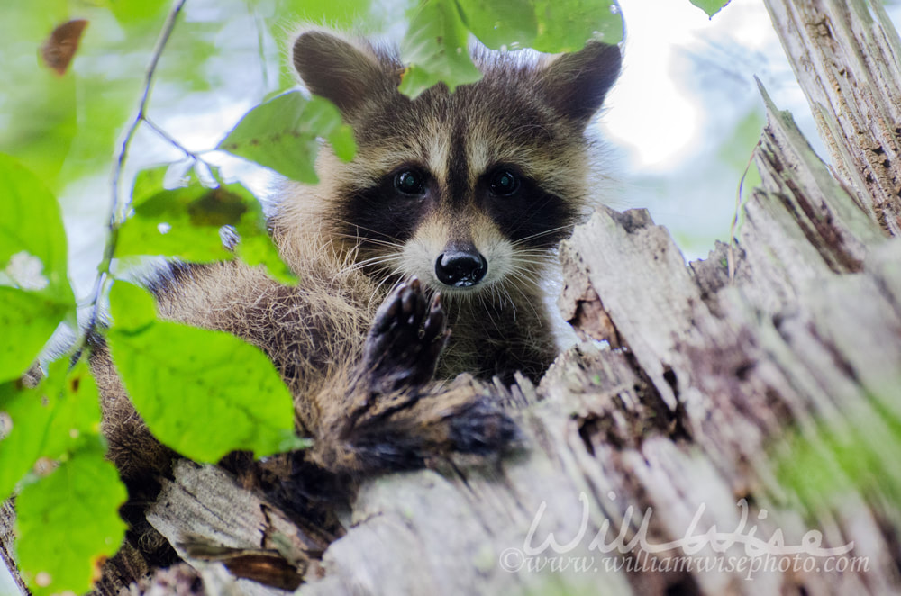 Young juvenile masked raccoon looking down from tree in Walton County Georgia Picture
